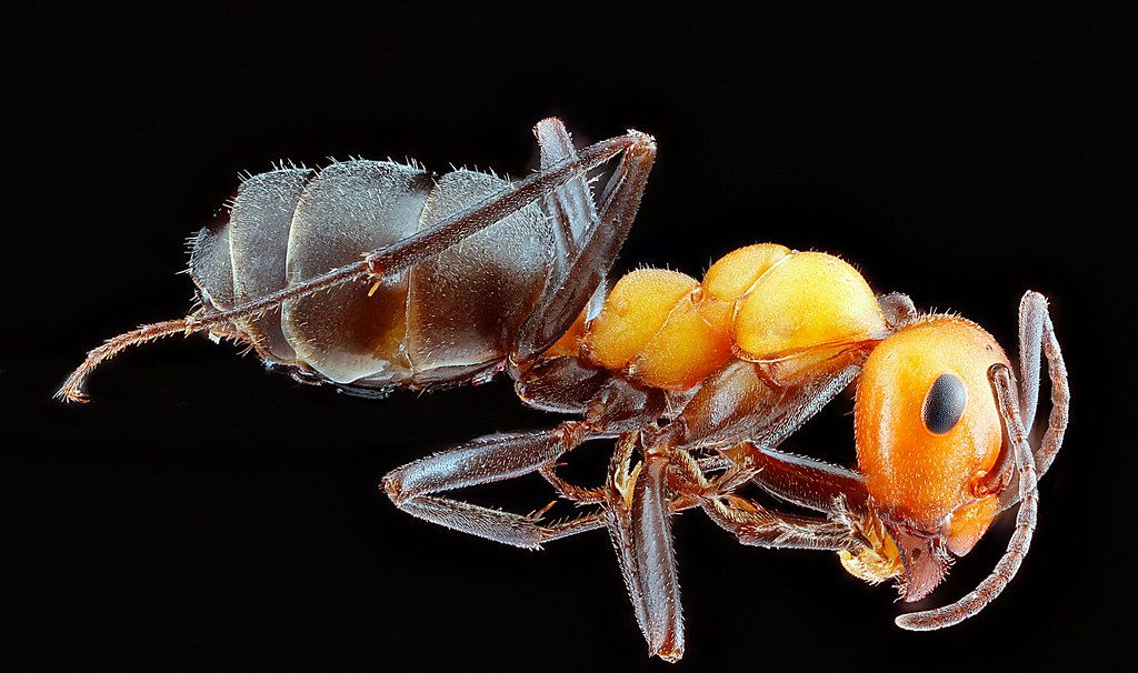 Ant Control service in Lawrence, MA