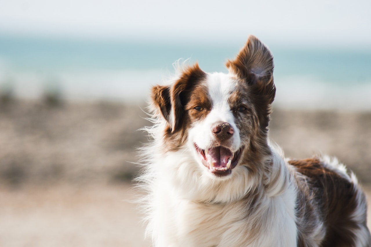 Flea & Tick Control service in Lawrence, MA