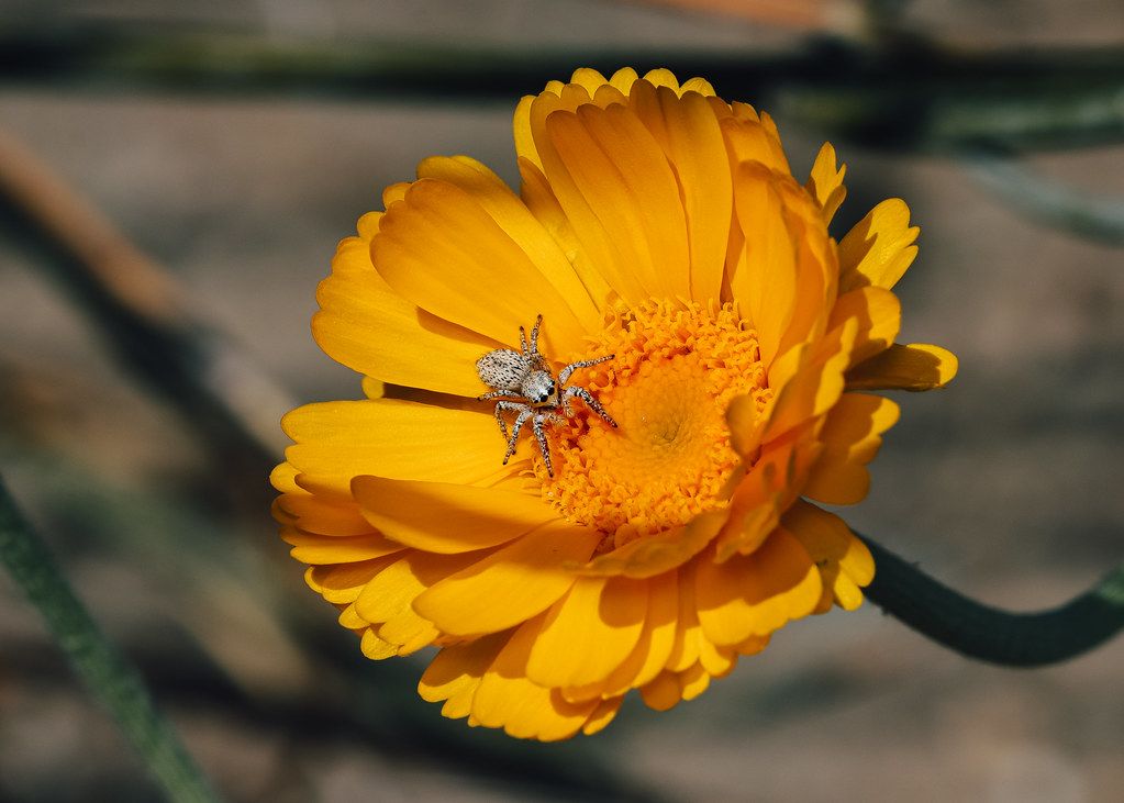 Spider Control service in Lawrence, MA